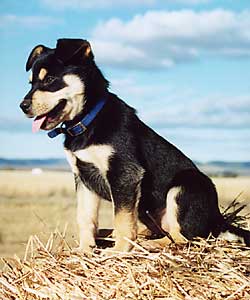 Young Karrawarra Gift