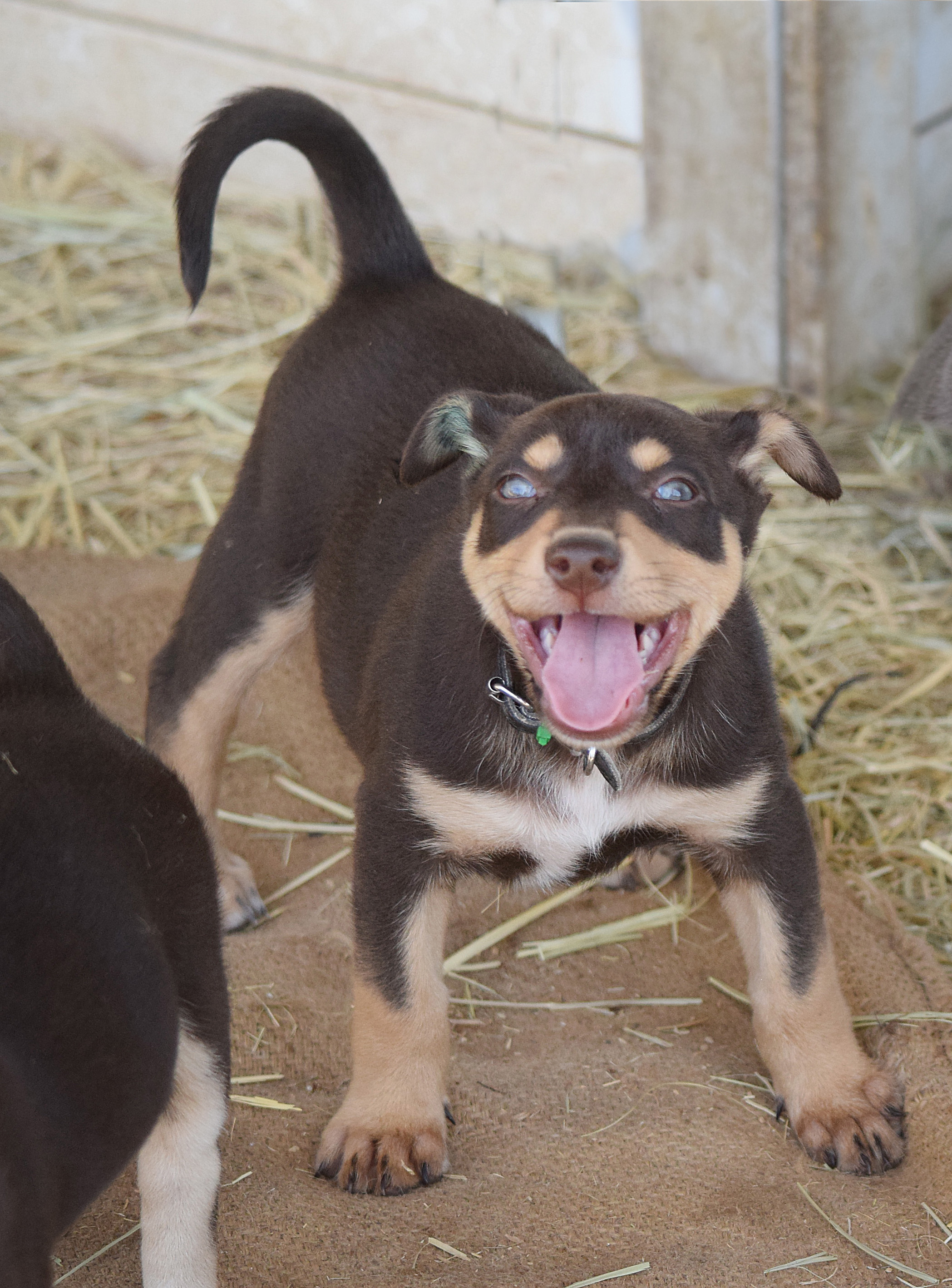 Puppies for sale Karmala Australian Working Kelpie Stud