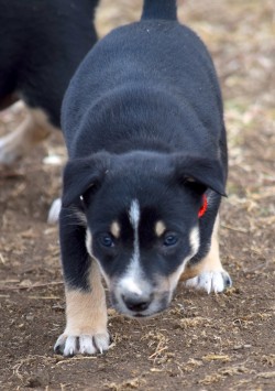 black and white kelpie