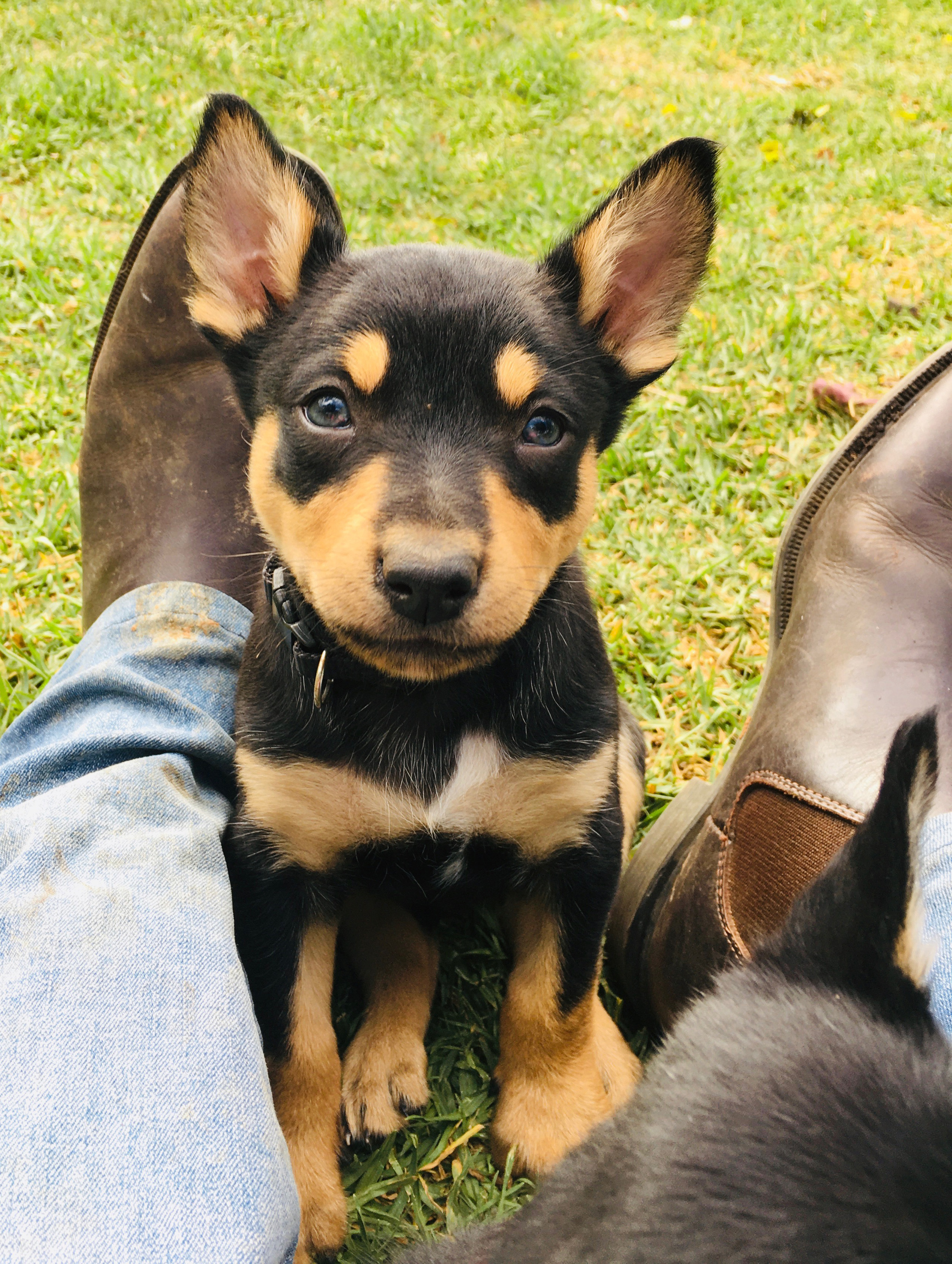 Puppies for sale Karmala Australian Working Kelpie Stud