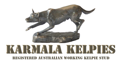 Karmala Kelpies - Registered Australian Working Kelpie Stud