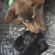 Brandy with her new litter by Larkings' Wilson b.17 Aug