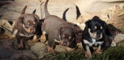 Healthy puppies grow into healthy dogs...these pups are already sharing their mother's food.