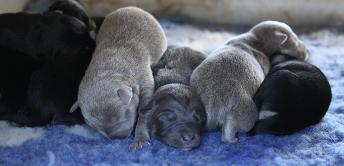 kelpie x puppies for sale