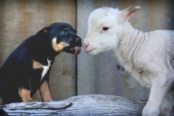 5-week-old Karmala Kelpies at Nobby. Pics Tara Croser.