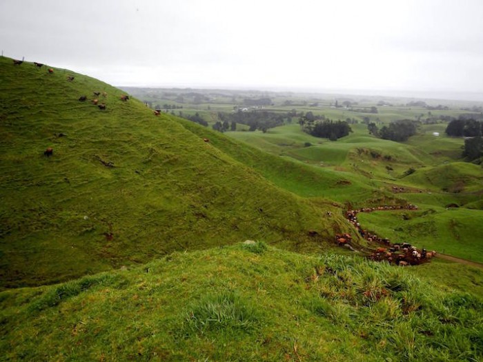 cows going home