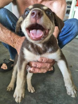 Fizz pup2