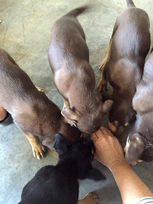 Fizz pups