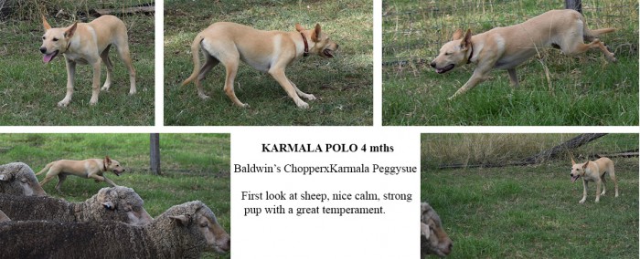 Karmala Polar 4 mths copy