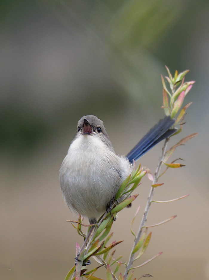 singing wren