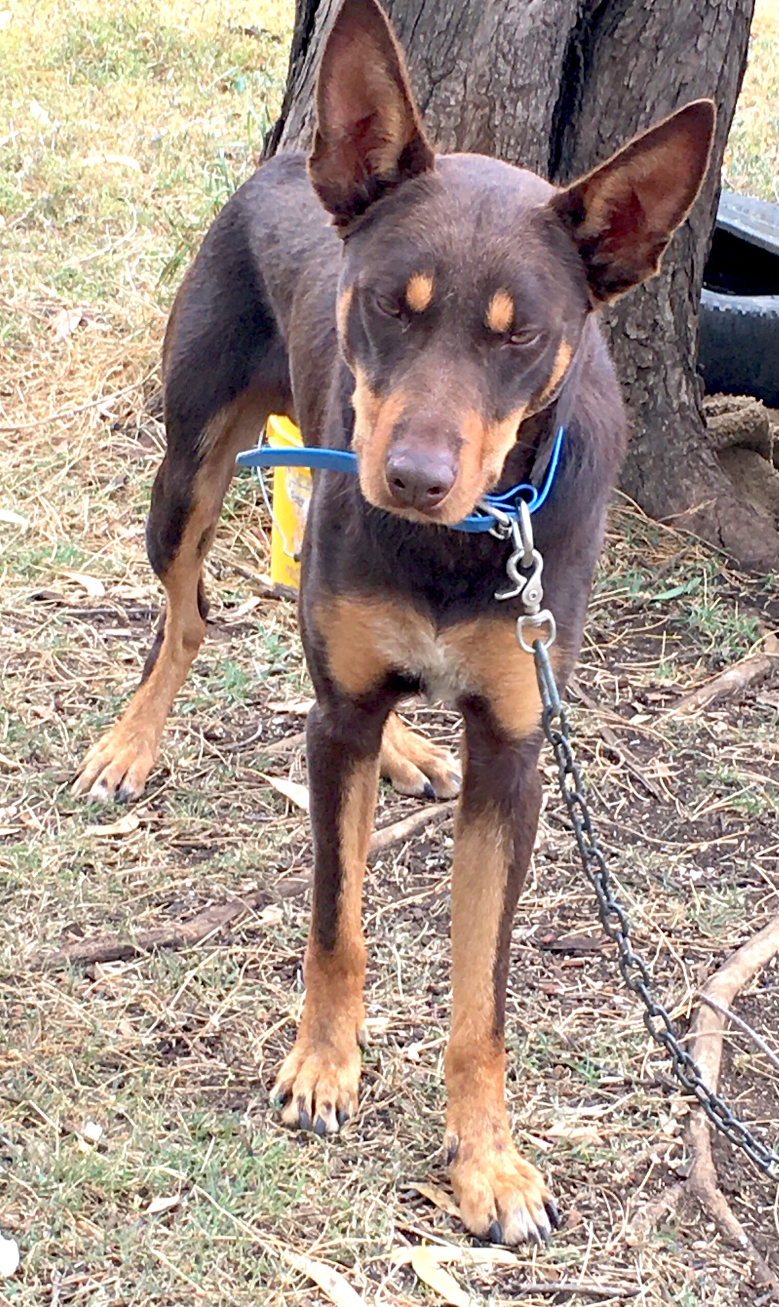 The kelpie tony sales parsons