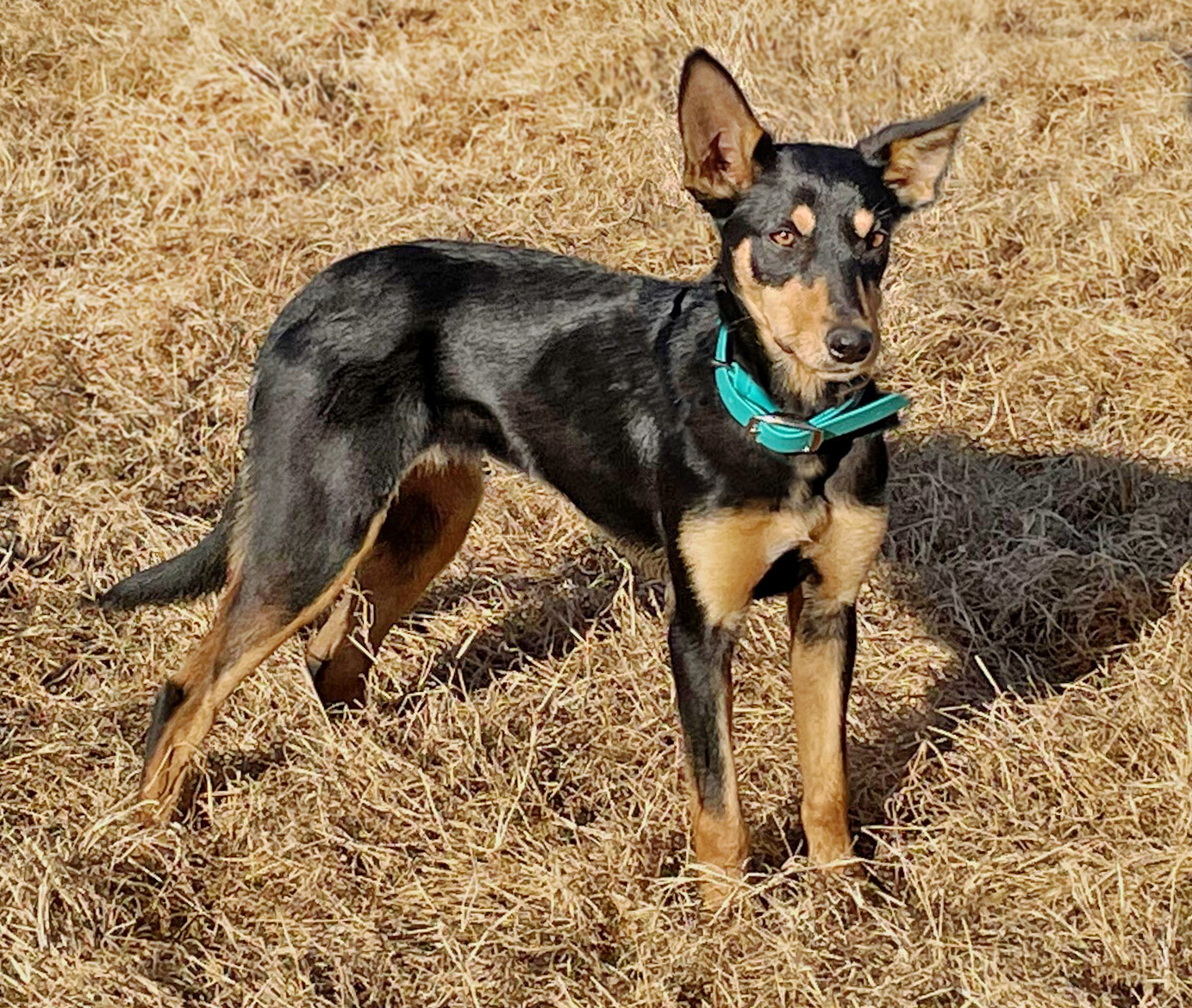 Kelpie clearance puppy food