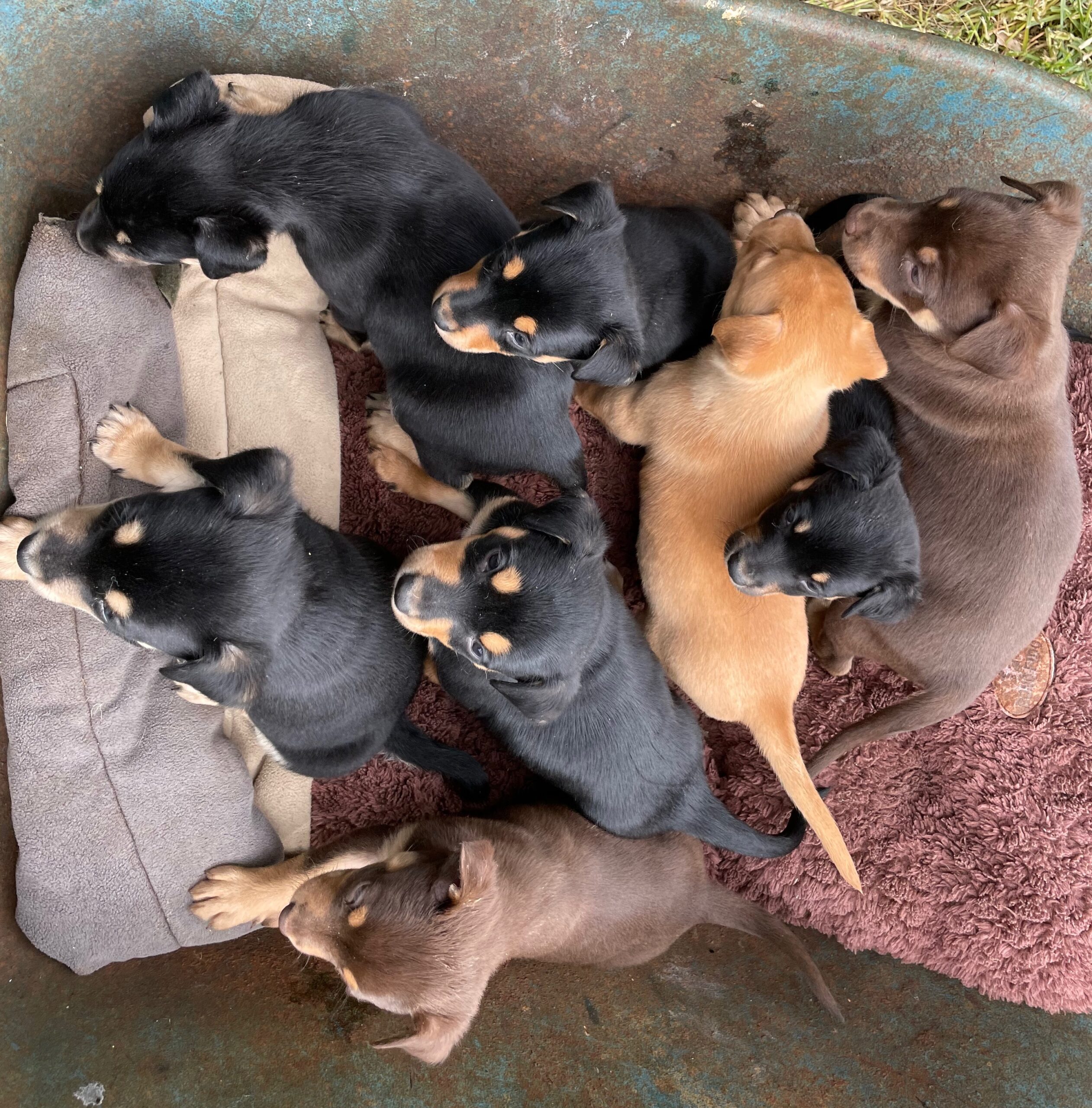 Kelpie puppy food shop