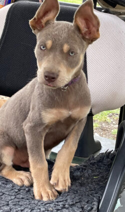 Silver sales fawn kelpie